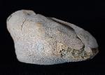Ova canaliferus (LAMARCK 1816) - Bild © FossNet FossilienStore